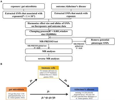 The involvement of effector memory CD4+ T cells in mediating the impact of genus Oscillibacter gut microbiota on Alzheimer’s disease: a Mendelian randomization study